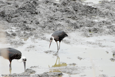 Wollhalsstorch (1 von 4).jpg